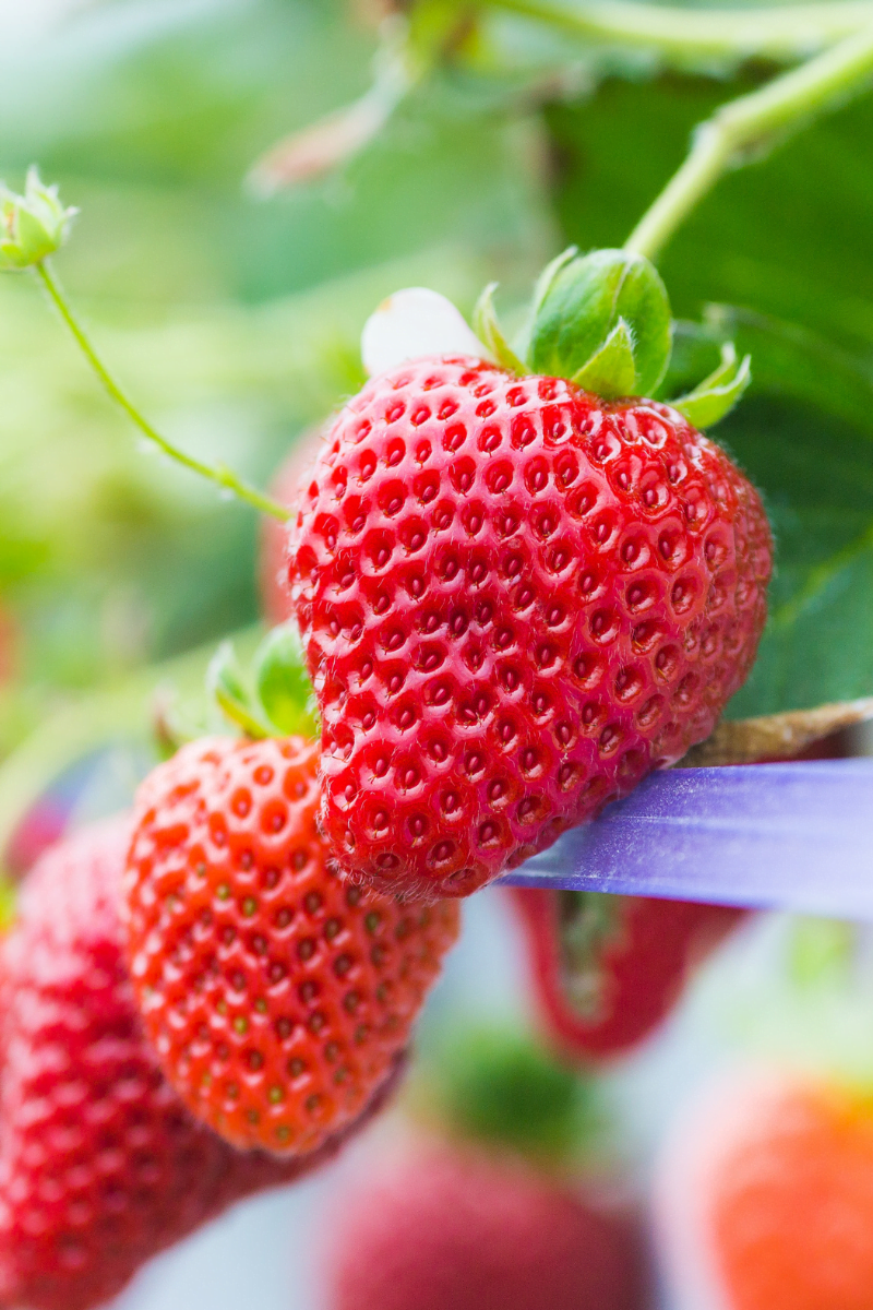 Florida Seasonal Produce: Fruits and Vegetables by Month - My Florida Menu