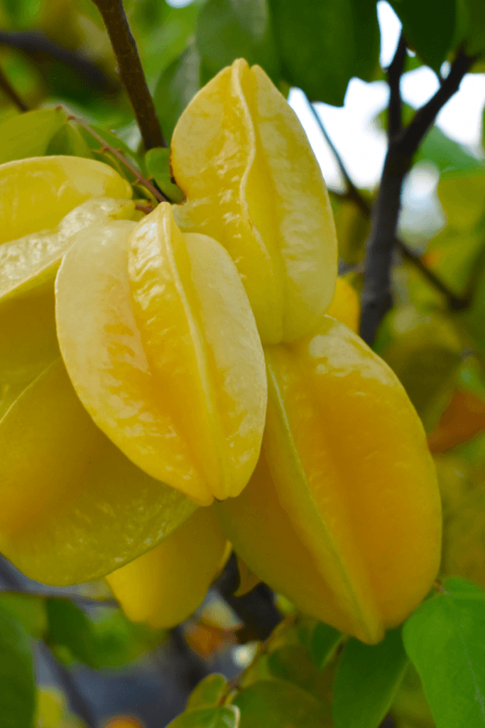 Carambola, or star fruit, hangs from a tree. 